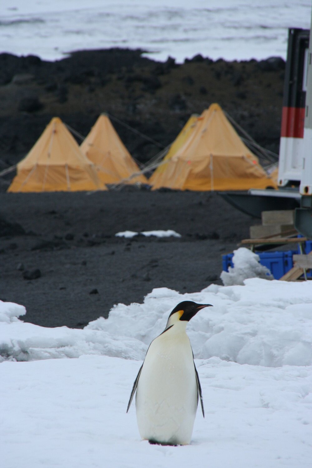 2010-11 An Emperor penguin visits the Cape Evans field camp