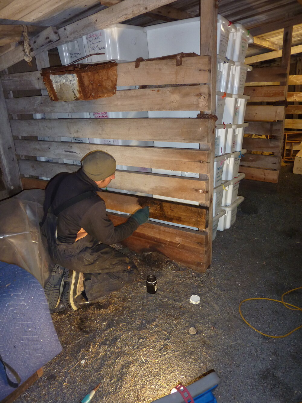 2010-11 Jaime Ward staining wood in the Cape Evans Stables