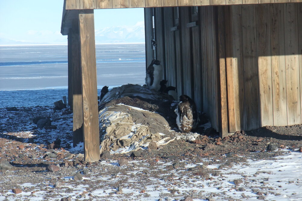 penguins and winter awning, south Elevation, Scott's 'Discovery' hut (001)
