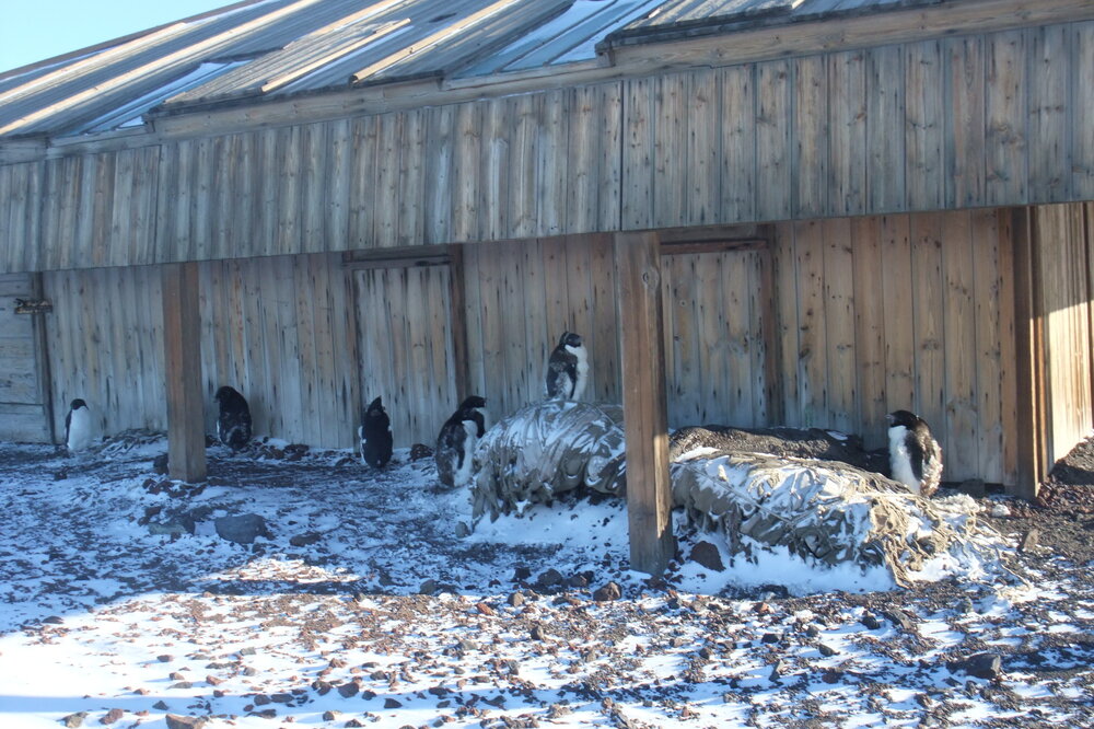 penguins and winter awning, south Elevation, Scott's 'Discovery' hut (002)