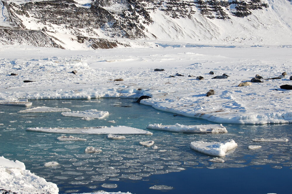 Weddell seals at Scott Base