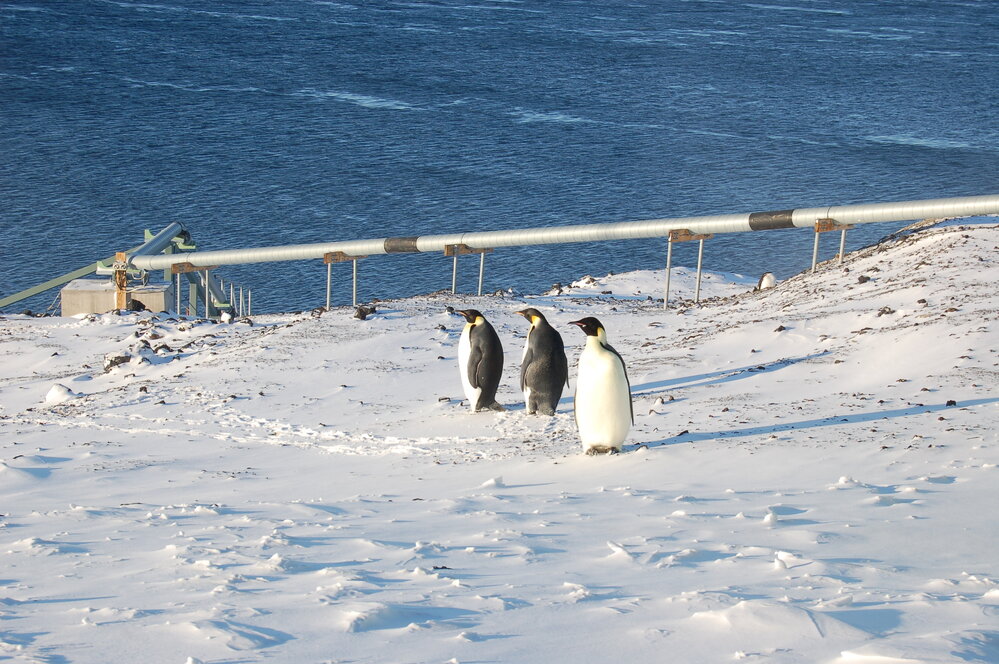 Emperor penguins at Scott Base 