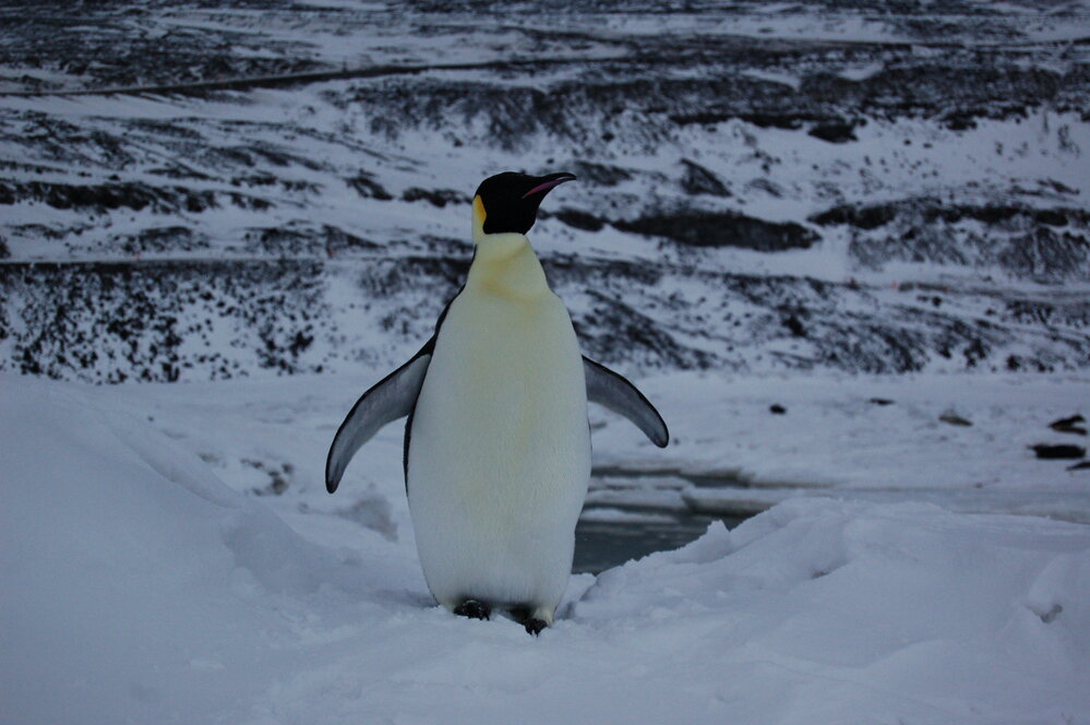Emperor penguin at Scott Base (001)