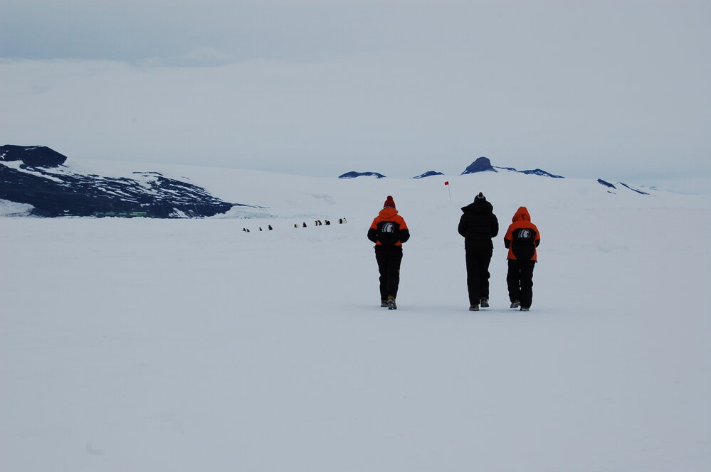 Emperor penguins on the road 