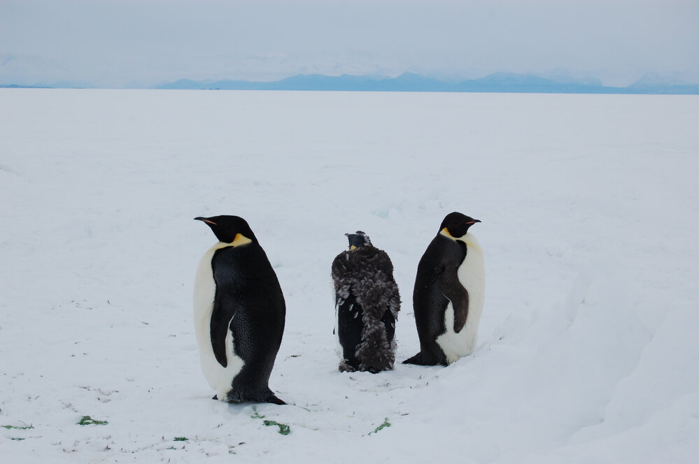 Emperor penguins on the road (004)