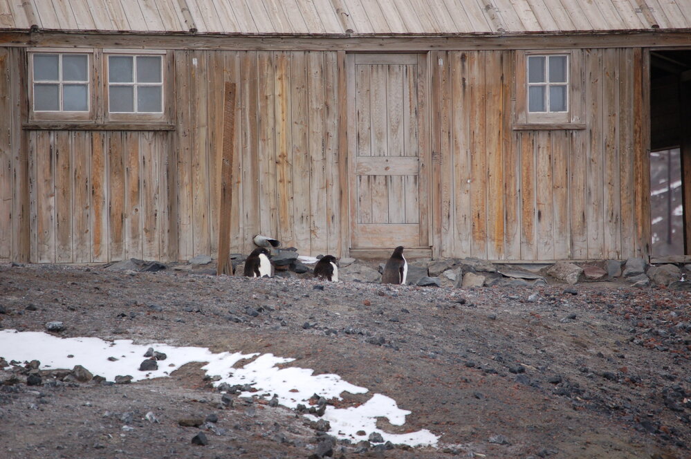 Ad&eacute;lie penguins outside Scott's 'Discovery' hut