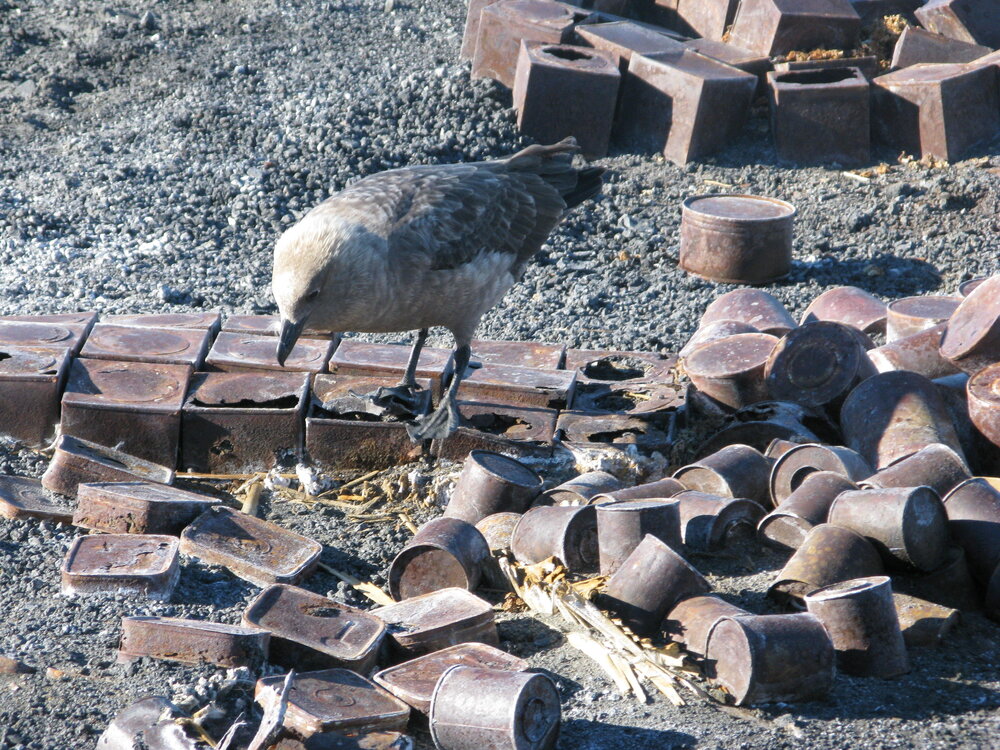 2010-11 Skua investigating Depot 2 before excavation, Cape Royds (001)