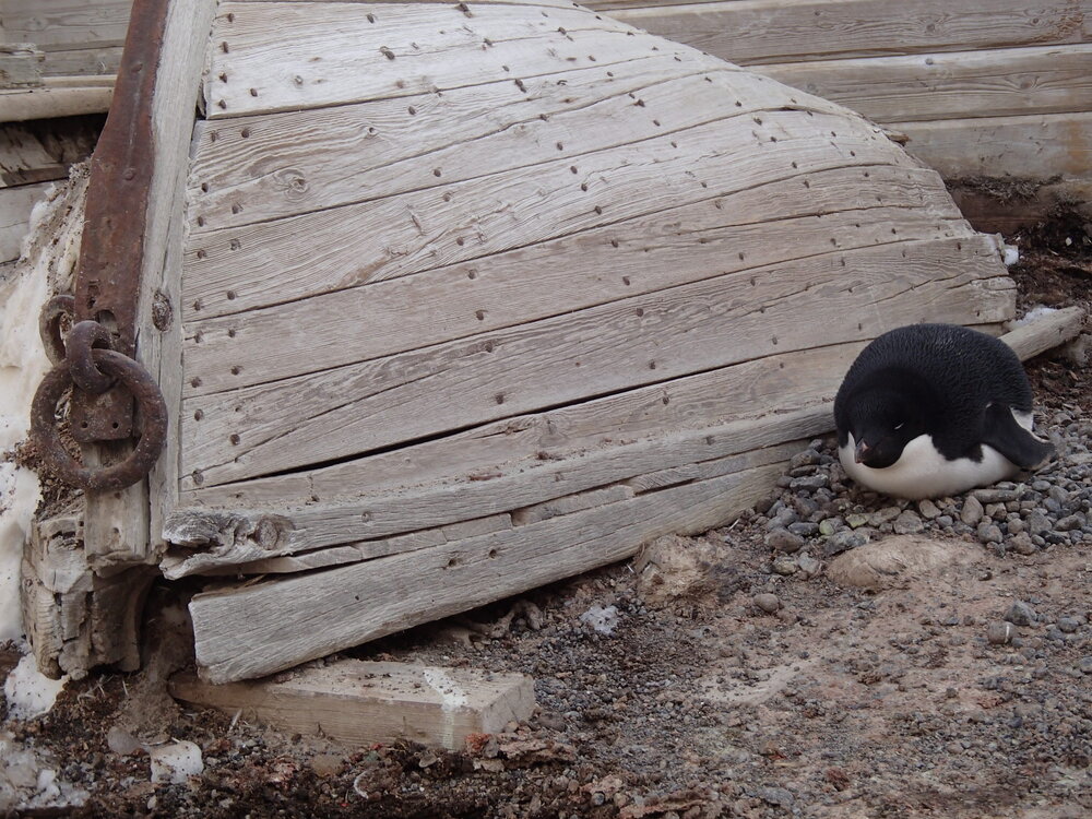 2015-16 Whale boat and Ad&eacute;lie penguin