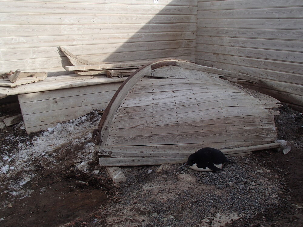 2015-16 Whale boat and Ad&eacute;lie penguin (001)