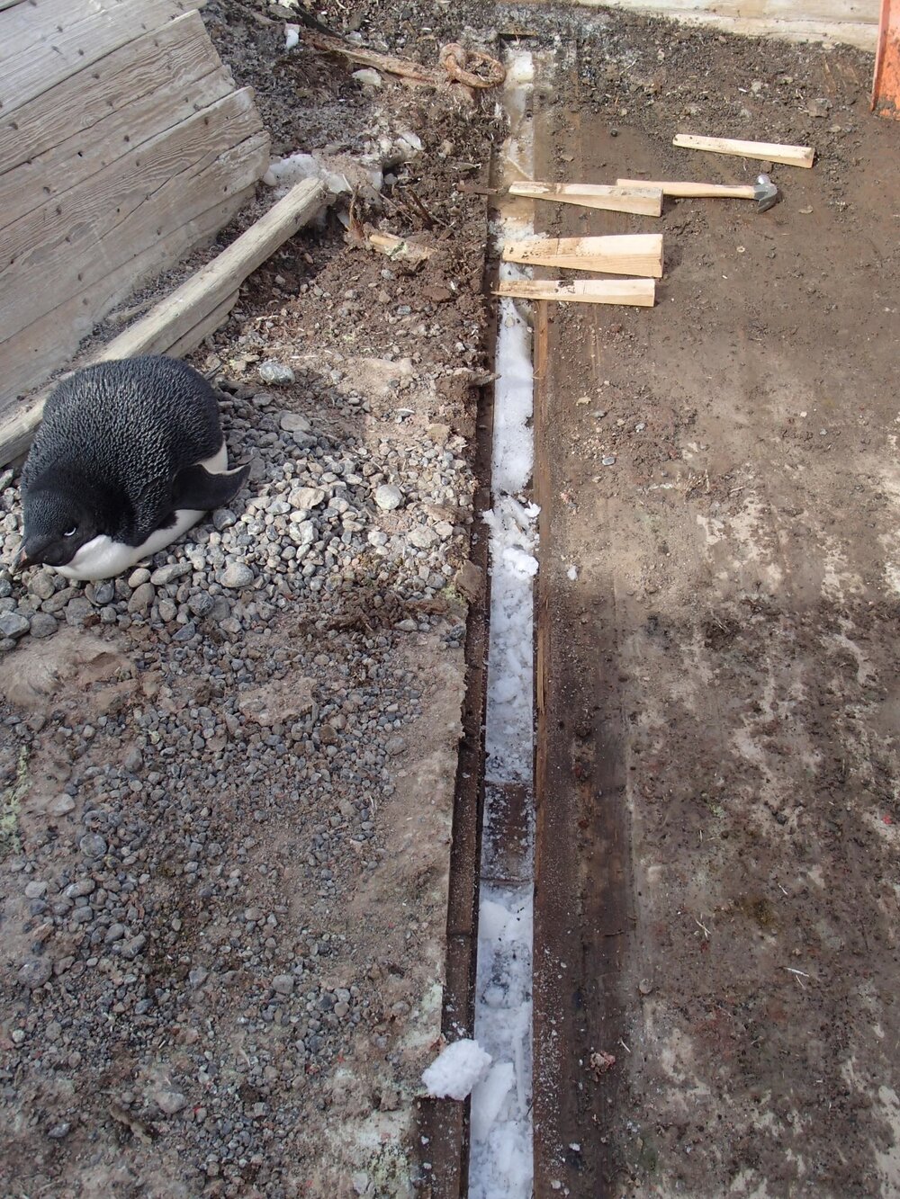 2015-16 Floorboard removed, Stores hut (001)