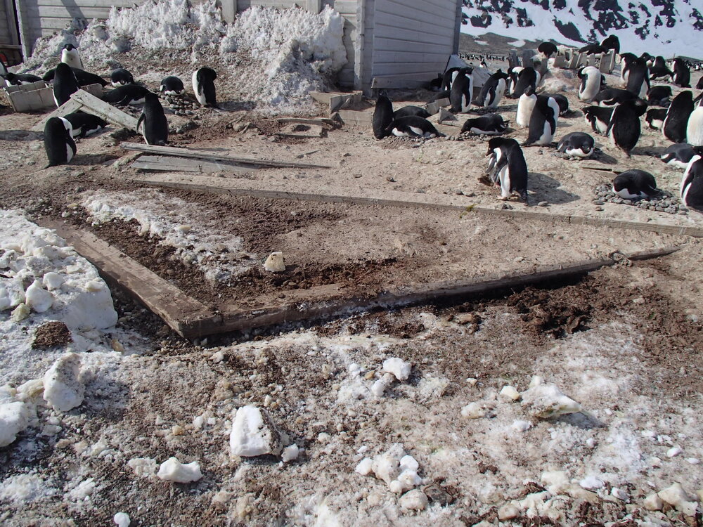 2015-16 Stores hut trusses, as found (007)