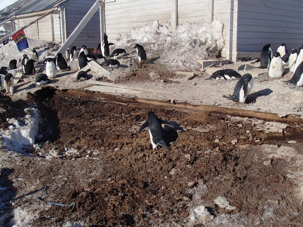 2015-16 Stores hut trusses, as found (016)