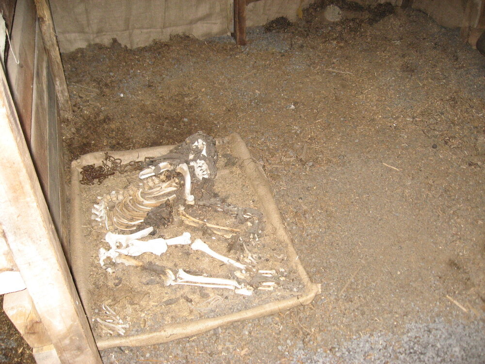 2010-11 Dog skeleton inside the stable, Cape Evans