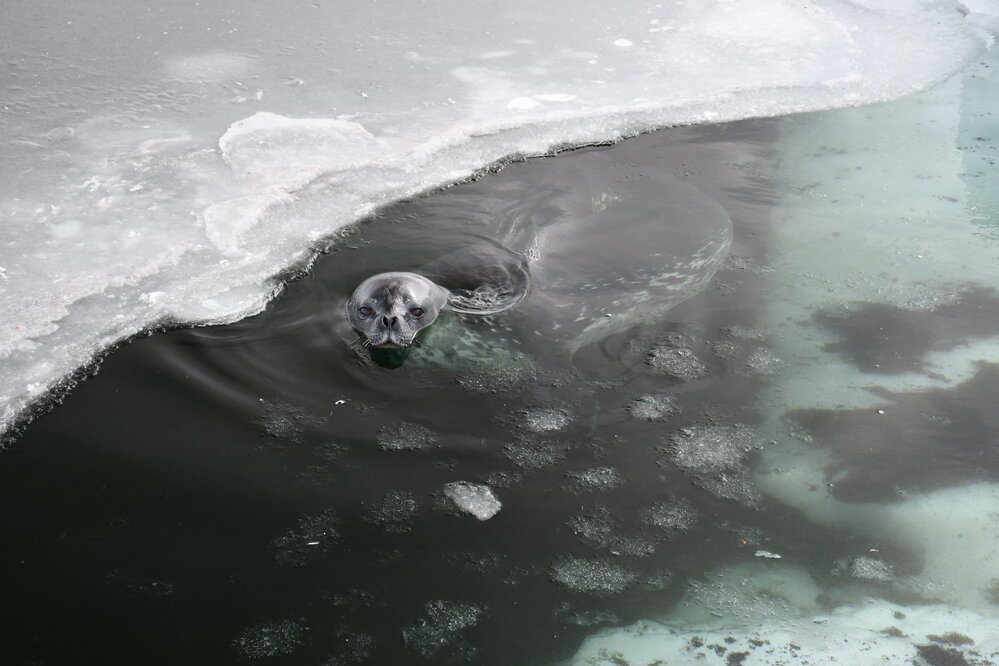 2022 Weddell seal in the water at Cape Evans