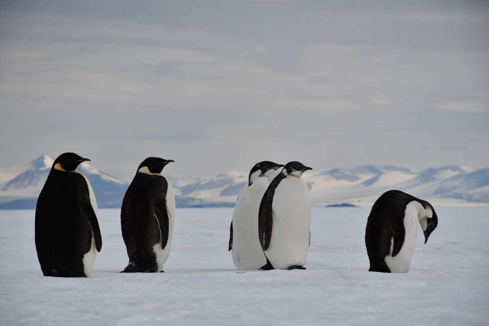 2022 Emperor penguins at Phoenix Airfield (007)