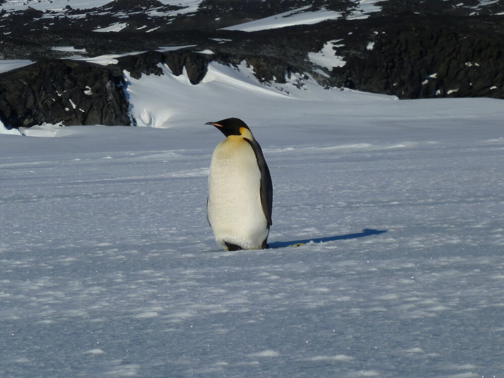 Emperor penguin
