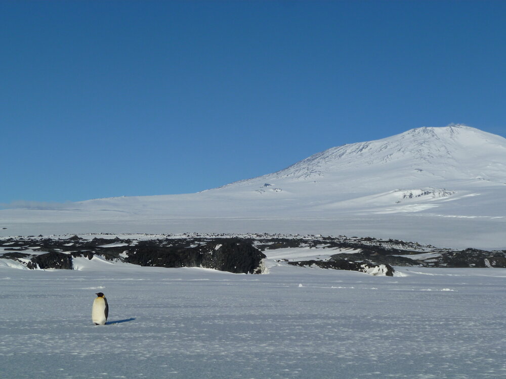 Emperor penguin and Mount Erebus