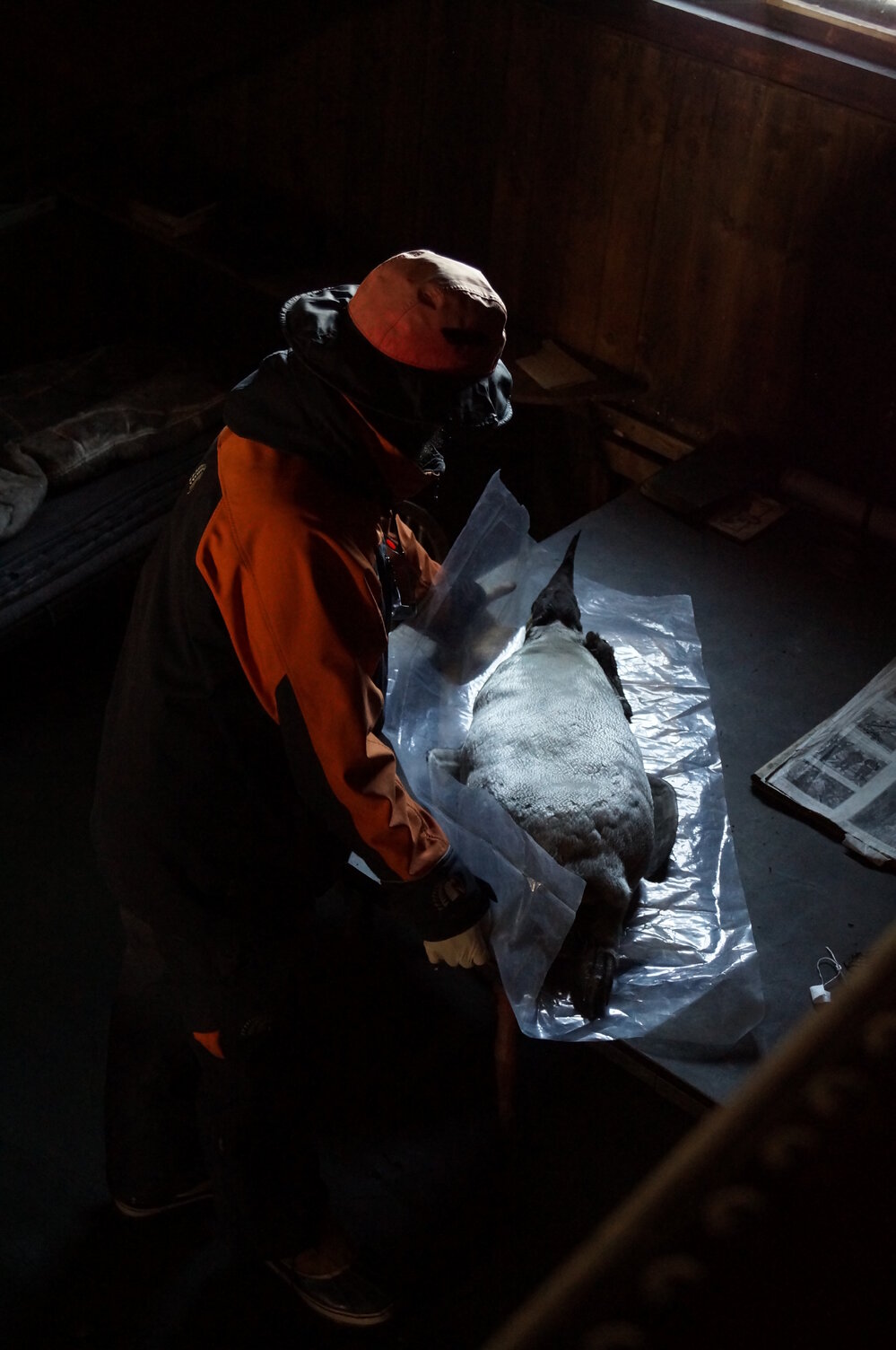 2013-14 Josiah Wagener moving a penguin skin inside Scott's 'Terra Nova' hut (001)