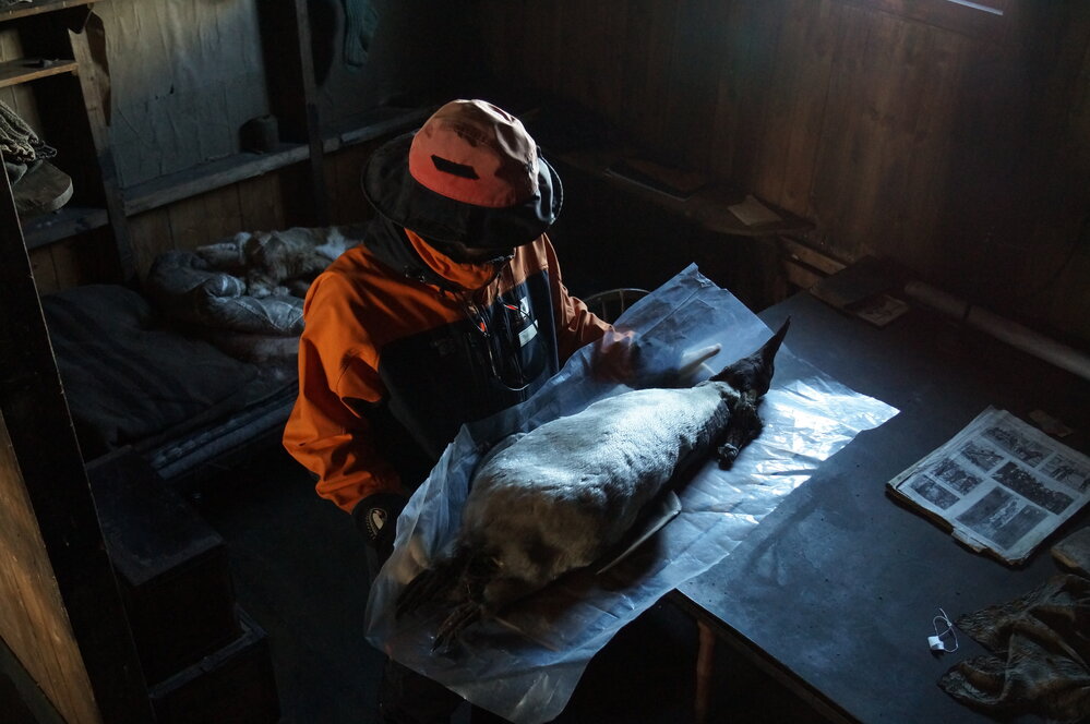 2013-14 Josiah Wagener moving a penguin skin inside Scott's 'Terra Nova' hut (002)