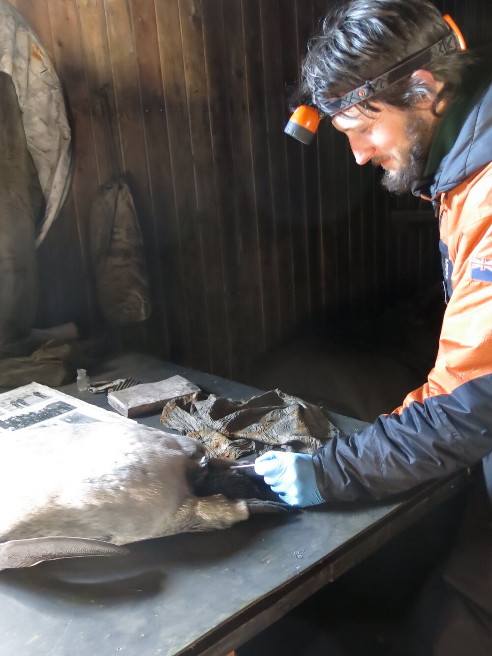 2013-14 Josiah Wagener testing a penguin skin for arsenic, Cape Evans (001)