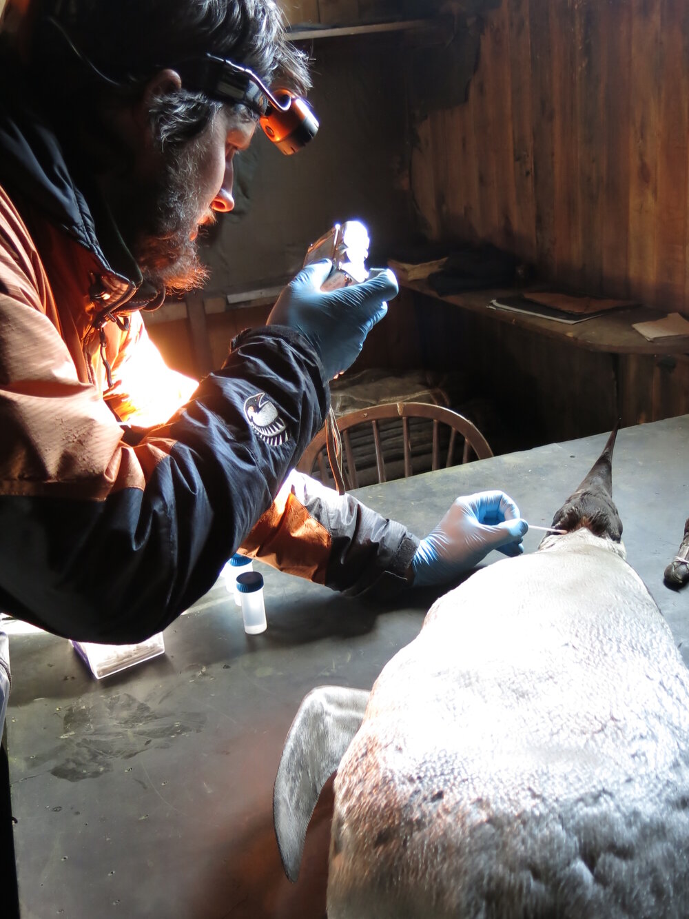 2013-14 Josiah Wagener testing a penguin skin for arsenic, Cape Evans (002)