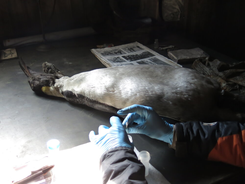2013-14 Josiah Wagener testing a penguin skin for arsenic, Cape Evans (004)