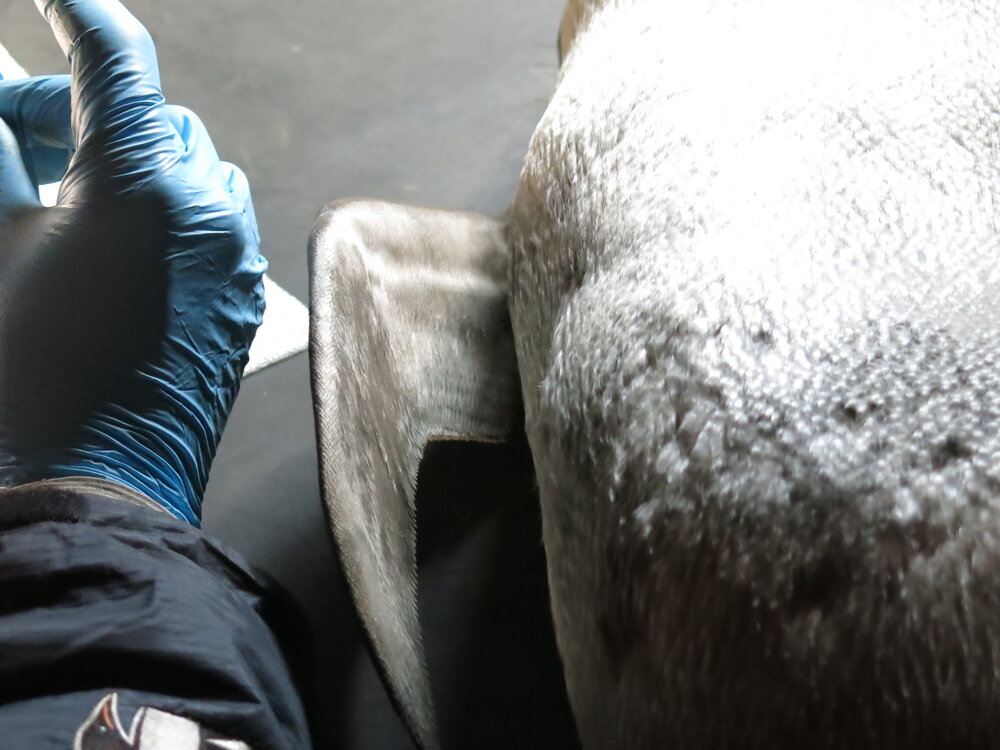 2013-14 Josiah Wagener testing a penguin skin for arsenic, Cape Evans (005)