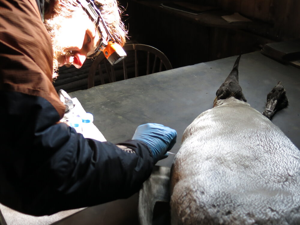 2013-14 Josiah Wagener testing a penguin skin for arsenic, Cape Evans (008)