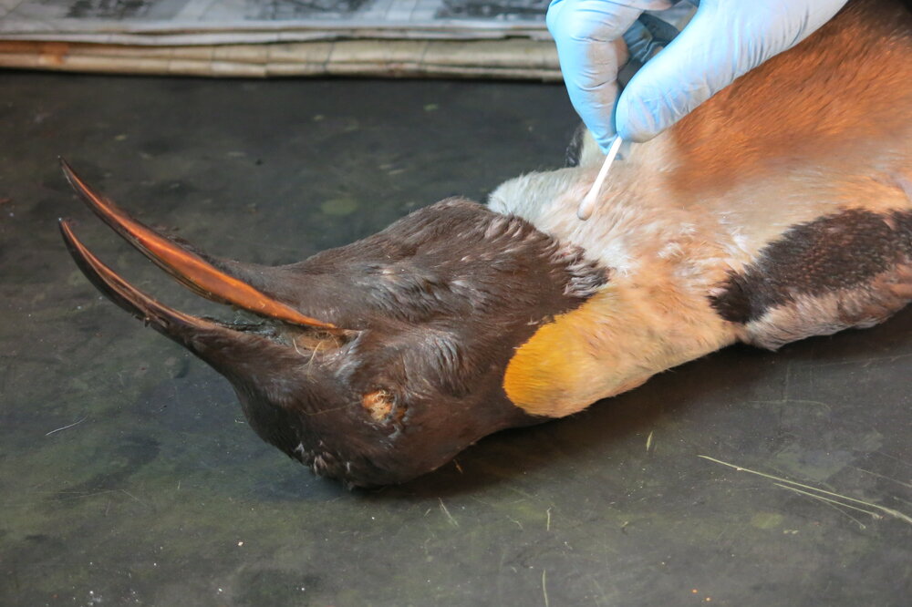 2013-14 Josiah Wagener testing a penguin skin for arsenic, Cape Evans (010)
