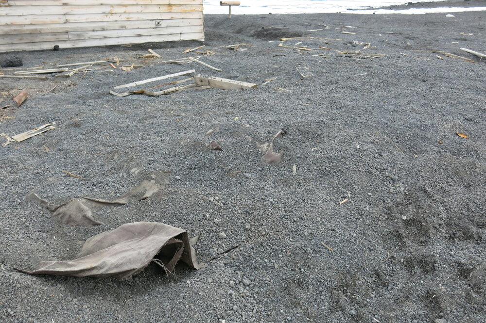 2013-14 Penguin carcasses at Cape Evans (001)