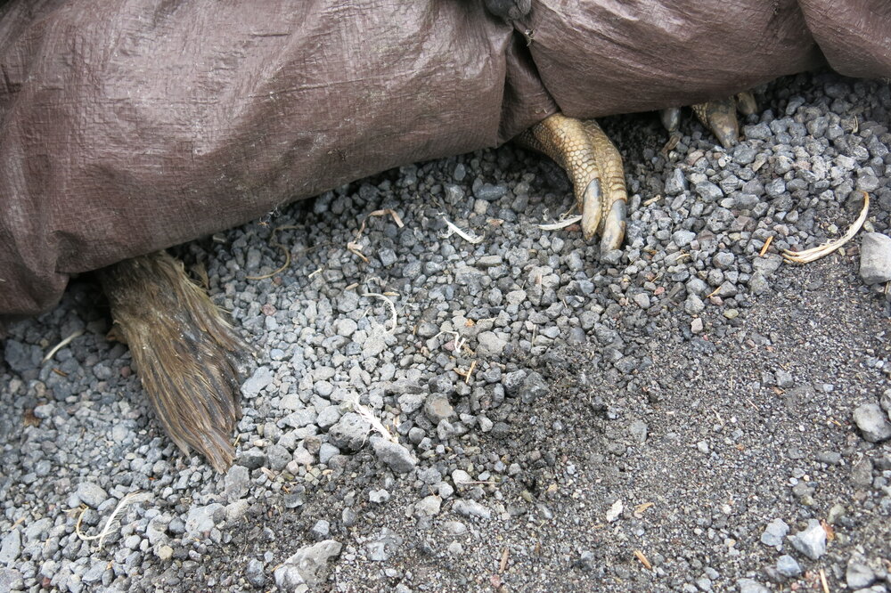 2013-14 Penguin carcasses at Cape Evans (002)