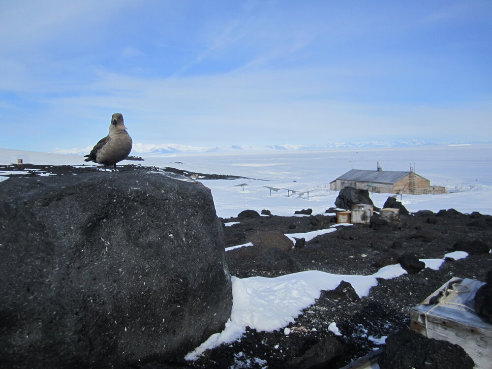 Skua and Scott's 'Terra Nova' hut