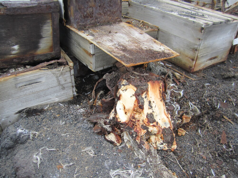 Southern Food cache (023)