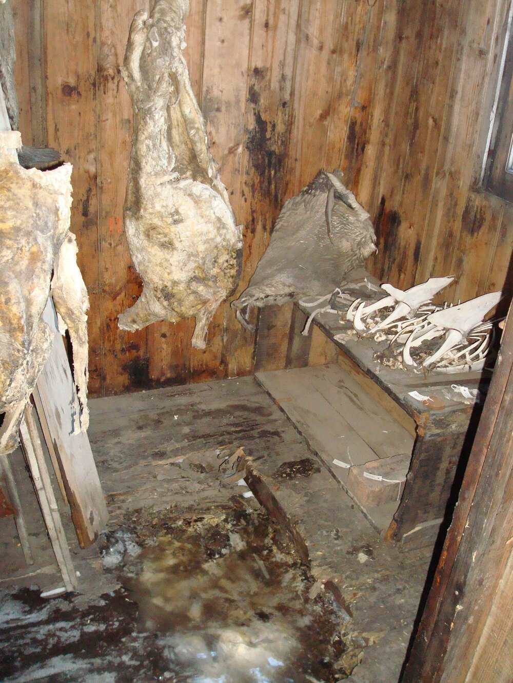 2008 Mutton carcase with Emperor penguin skins and skeletons, store room