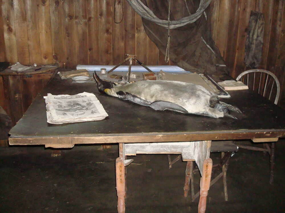 Taxidermied penguin and 'The Illustrated London News' on table in Scott's 'Terra Nova' Hut (001)