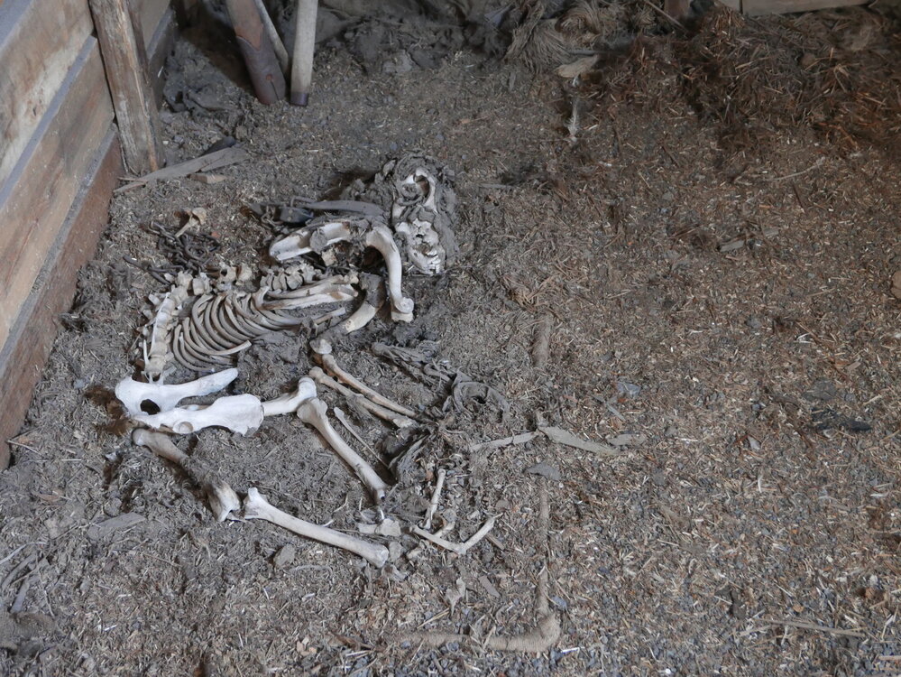 2017-18 Scott's 'Terra Nova' hut, interior, dog skeleton