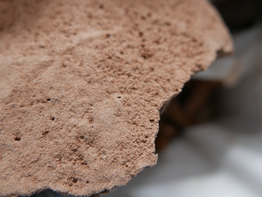 2017-18 Scott Base, Category 5 material from Cape Adare (012)