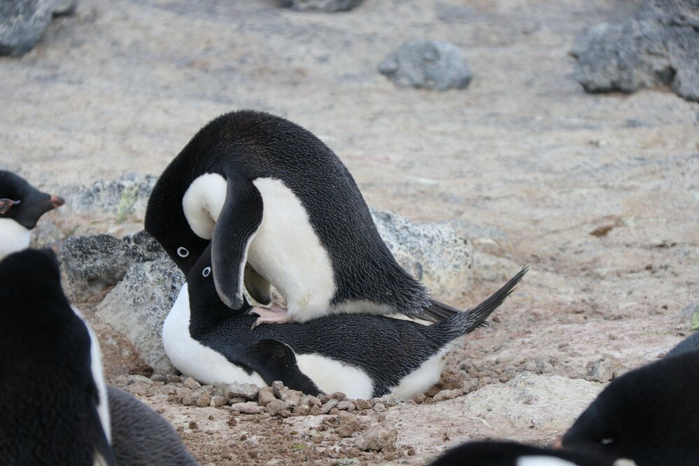 2017-18 Ad&eacute;lie penguins at Cape Royds rookery