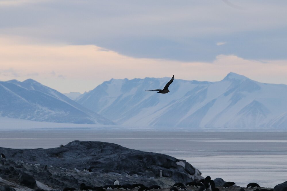 2017-18 Skua in flight at Cape Royds