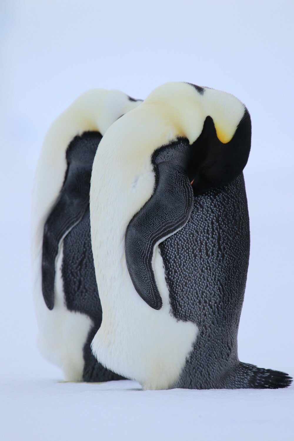 2017-18 Emperor penguins sleeping