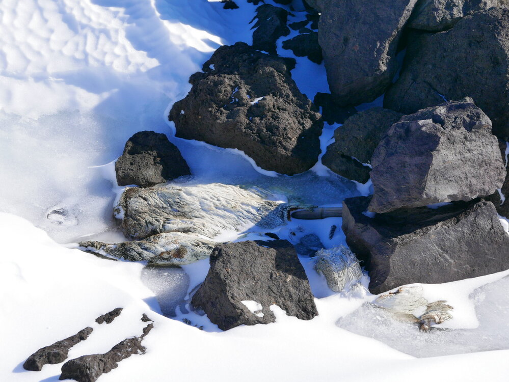 2017-18 Remains of Wilson's Igloo, Cape Crozier (004)