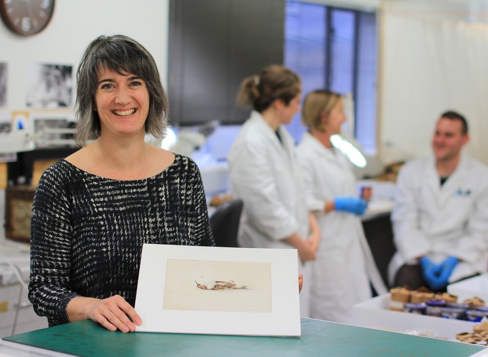 Lizzie Meek with Dr Edward Wilson's Tree Creeper watercolour