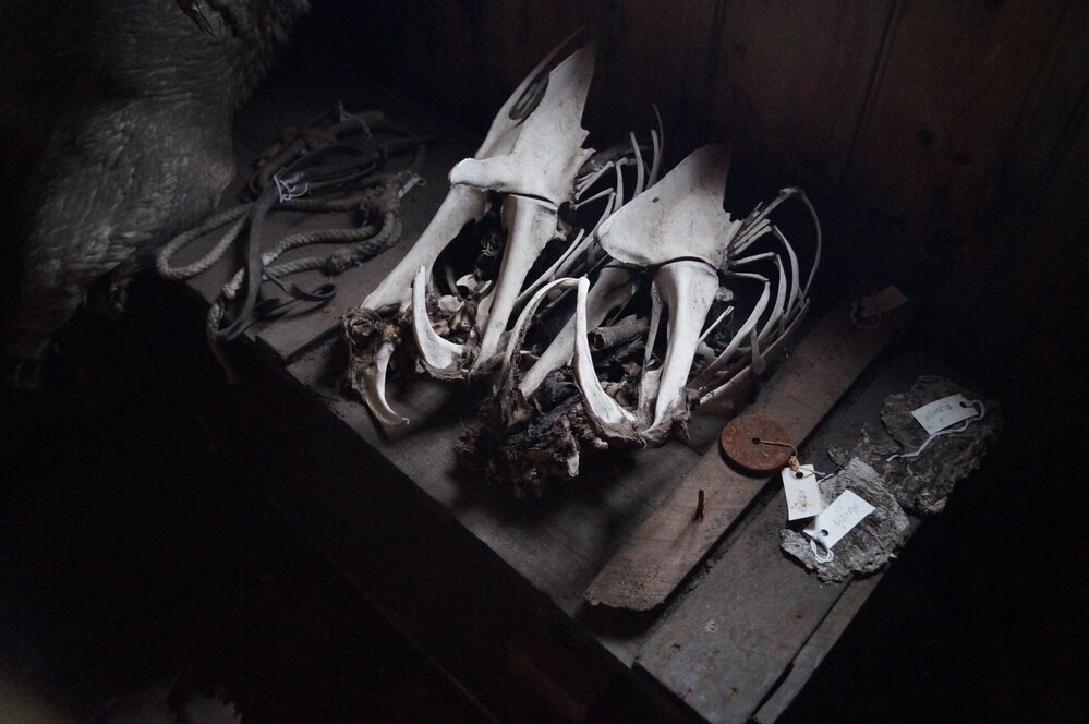 2013-14 Emperor penguin skeletons inside Scott's 'Discovery' hut, Hut Point