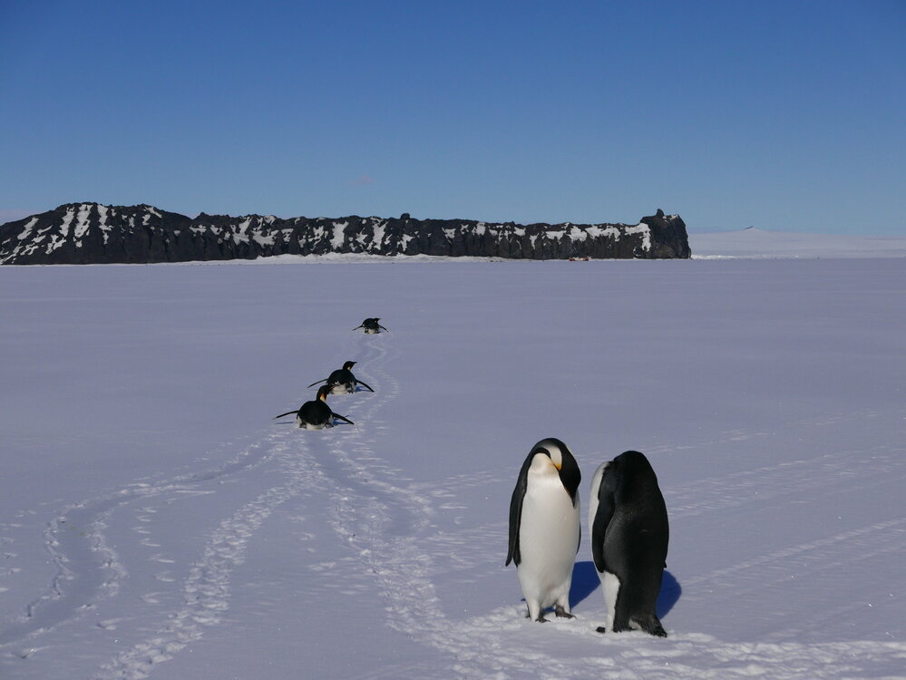 2018-19 Emperor penguins, Cape Evans