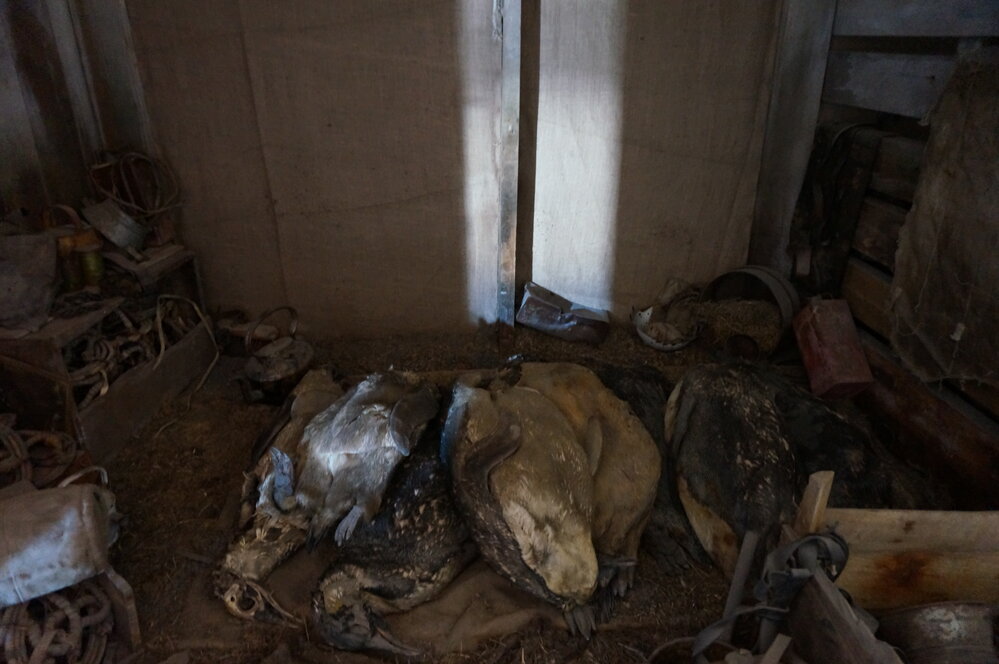 2018-19 Penguin carcasses inside Scott's 'Terra Nova' hut, Cape Evans