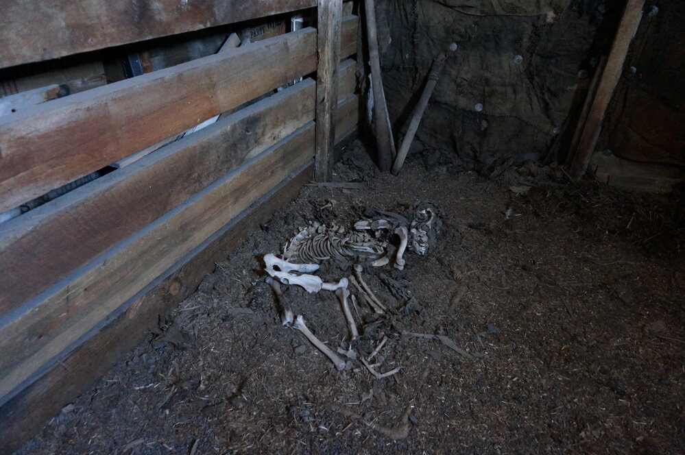 2018-19 Dog skeleton inside Scott's 'Terra Nova' hut, Cape Evans