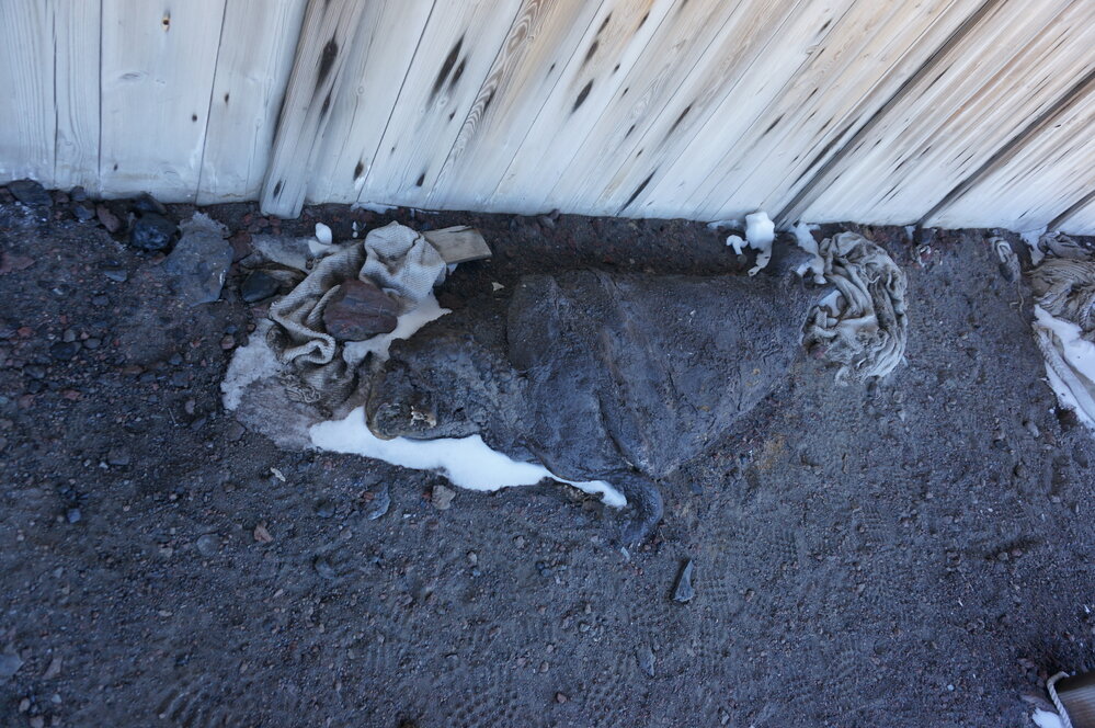 2018-19 Seal carcass outside Scott's 'Discovery' hut, Hut Point