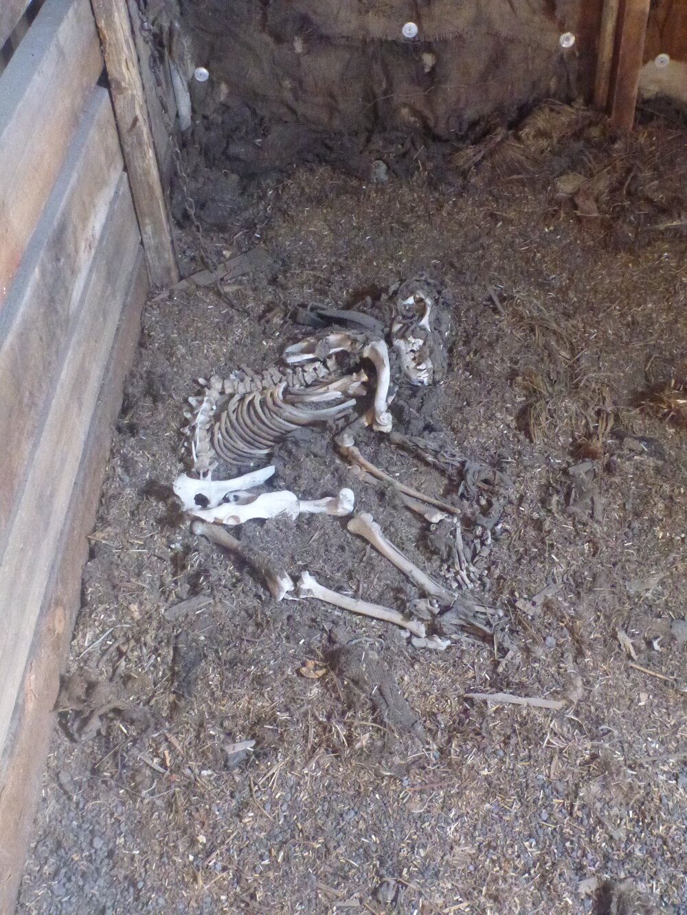 2012-13 Scott's 'Terra Nova' hut inspection, dog skeleton