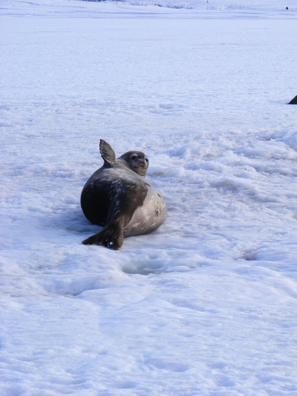 Weddell seal at Cape Evans