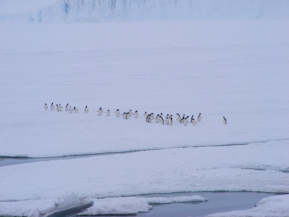 Ad&eacute;lie penguins (001)